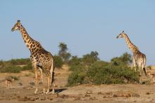 Zsiráfok a Chobe Nemzeti Parkban (Fotó: Brendan van Son).